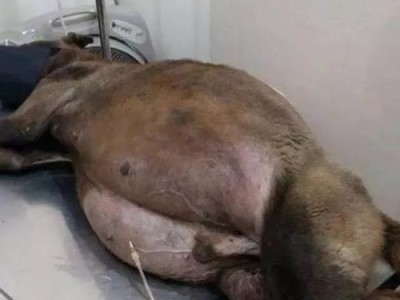 揭秘狗腹水的成因及治疗方法（探索狗腹水的病因和有效解决方案）
