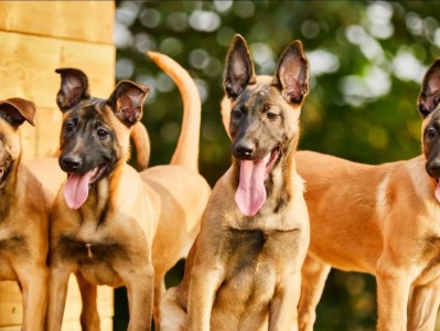 以马犬害怕什么动物？（揭秘以马犬的天敌及其原因）