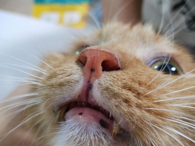 猫咪嘴起泡的原因及应对方法（揭秘猫咪嘴起泡的真相，保护它们的健康）