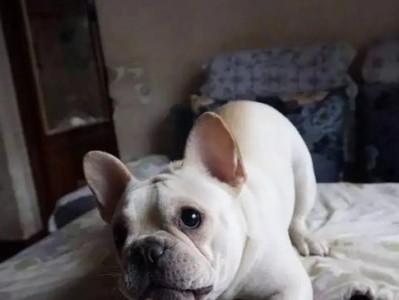 养法斗牛犬的注意事项（打造健康快乐的法斗生活）