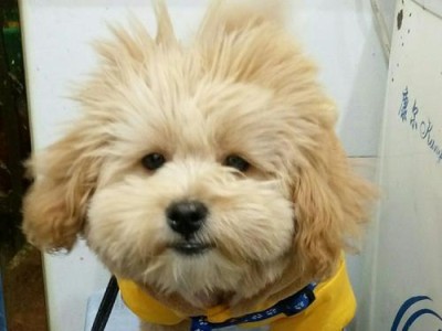 泰迪不是卷毛犬拉毛为主题文章（探索泰迪犬拉毛的原因与方法）
