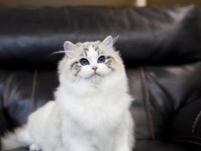 DNF海豹布偶猫尴尬事件揭秘（一场可笑的意外，成为游戏界的笑料）