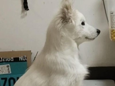 为什么以萨摩不吃稀饭？（探究萨摩人不以稀饭为主食的原因及影响）