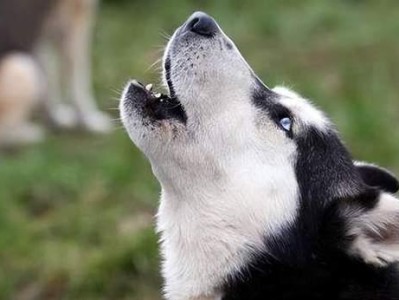 科学喂养哈士奇，健康犬生活（宠物专家教你如何喂养哈士奇，让它健康成长）