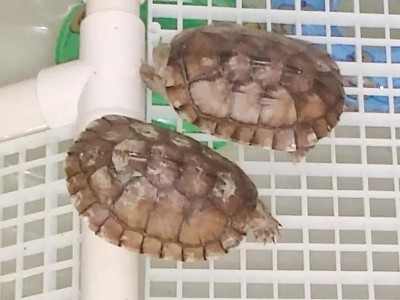 快速治疗龟龟真菌感染的3步方法（解决龟龟真菌问题，重拾宠物的健康活力）