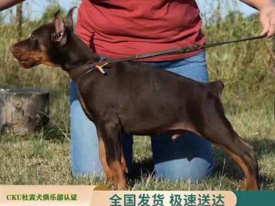 探索美系杜宾（了解美系杜宾的特点、起源及培育历程）