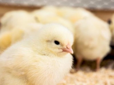 林地田鼠的饲养方法剖析（打造可爱的宠物伙伴，从饲养开始）