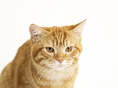 小猫的六种特点（探索小猫的可爱之处，从六个方面一一道来）