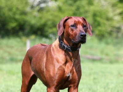 罗得西亚脊背犬（红色毛色与肌肉线条相得益彰）