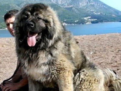 高加索犬（了解高加索犬的性格特点和养护方法）