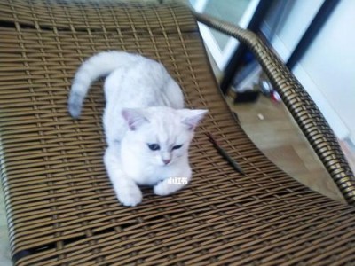 小猫咪能否喂鸭子肉？（探究喂养宠物的科学方法）