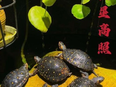 水龟养护指南（打造舒适家园，让水龟健康快乐）