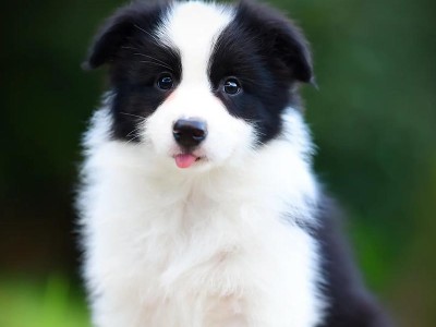 纯种边境牧羊犬的五个特点（了解边境牧羊犬，留住真心好伴侣）