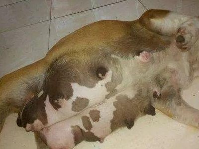 以法牛犬生产前的注意事项（确保繁育的健康和成功）