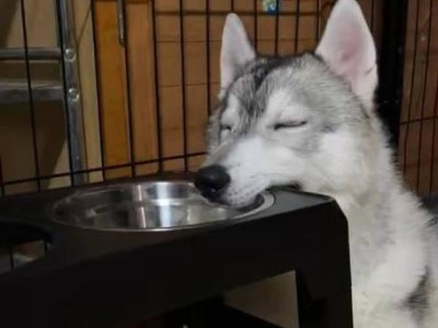 狗食盆的选择与重要性（为您的爱犬提供安全、舒适的饮食环境）