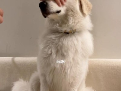 教你如何让宠物狗狗听你的话（让你的狗狗成为你最好的朋友，主人做到这点就行了！）
