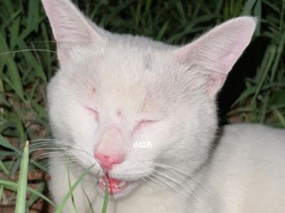 爱猫人士必看！如何处理你家猫咪身体特别热的情况（探究猫咪身体热的原因以及有效的降温方法）
