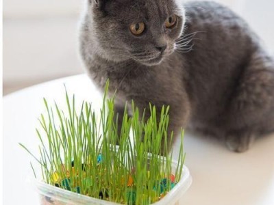 猫草水泡——猫咪健康的秘密武器（揭开猫草水泡的神秘面纱，打造猫咪健康生活）