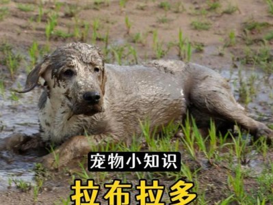 拉布拉多不能吃的食物有哪些？（了解拉布拉多的饮食禁忌，守护它的健康）