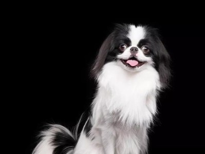 世界上最小的狗狗是什么品种？（揭秘世界最小狗狗的神秘面纱）
