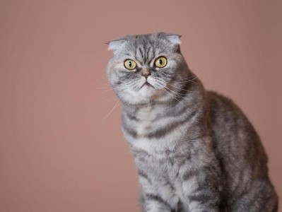 苏格兰折耳猫(受欢迎的独特猫咪品种,让人爱不释手)