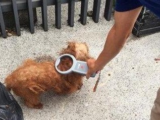 狗为什么会吃塑料袋？（探究狗吃塑料袋的原因及对健康的影响）