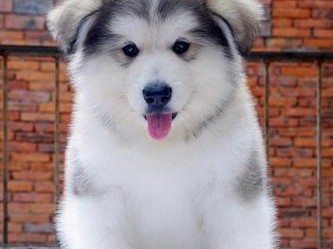 阿拉斯加幼犬遛多，带你了解狗狗运动的正确方式（掌握正确的遛狗姿势，让你和狗狗都更健康）