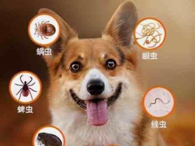 春季养狗必须注意的消毒问题（宠物狗的健康从消毒开始）