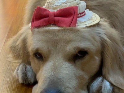 金毛犬为什么害怕红色？（探究金毛犬对红色的恐惧原因与应对方法）