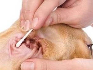 宠物耳螨大揭秘——预防、治疗与护理（了解耳螨，呵护宠物健康）