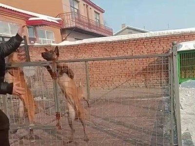 以马犬为什么吃幼犬（揭秘以马犬食性的原因与影响）