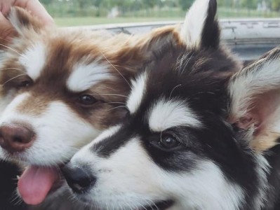 如何正确喂养阿拉斯加犬（以宠物为主，关注细节才能做好喂养工作）