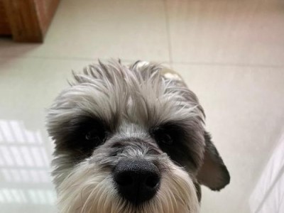拉布拉多犬的合适狗粮选择（关注低盐和低脂的饮食需求）