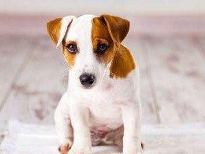 狗狗避孕方法（探索其他有效的狗狗避孕方法）