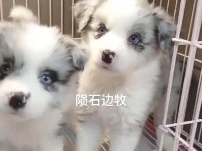 边境牧羊犬价格解析（探究市场行情和饲养成本，帮您了解边境牧羊犬的价格因素）