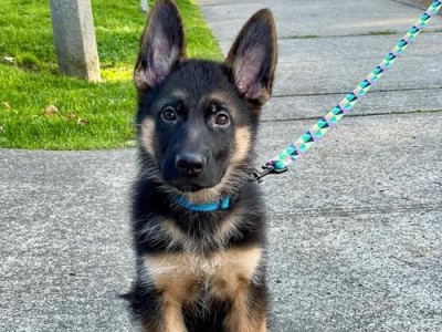 从这6个地方看德国牧羊犬的纯正程度（揭秘德国牧羊犬纯种与混种的关键特征）