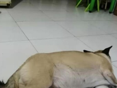 孕妇怀狗胎要注意的事项（关爱宝宝，保护自己与狗胎的健康）