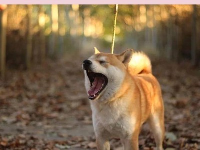 柴犬的标准体型及其重要性（成年柴犬的理想体重和外貌标准）
