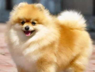 如何训练博美犬？（以宠物为主的科学方法）