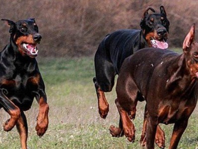 杜宾犬价格差异的原因及颜色分类（探索杜宾犬价格波动背后的因素以及不同颜色的意义）
