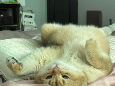揭秘猫咪的睡姿