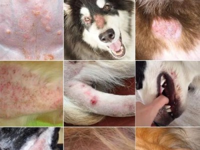 宠物养殖（探索宠物身上的细菌类型及预防方法，为您的宠物生活提供指导）