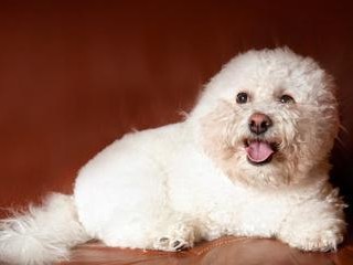 贵宾犬的寿命有多长？（科学饮食计划可以延长贵宾犬的寿命）