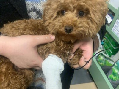 泰迪狗狗接种疫苗的重要性（了解泰迪狗狗疫苗接种时间和注意事项）
