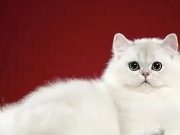 如何饲养健康的波斯猫？（波斯猫饲养必备知识，从营养、生活到训练）