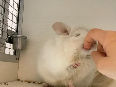 龙猫咬毛的原因及应对方法（保护宠物龙猫免受咬毛困扰）