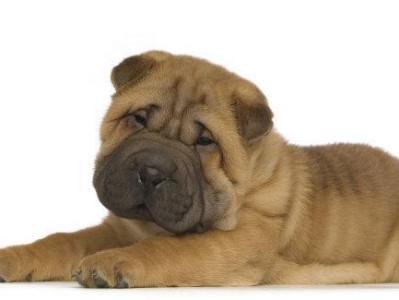 如何照顾未断奶的沙皮幼犬？（宠物主人必看！）