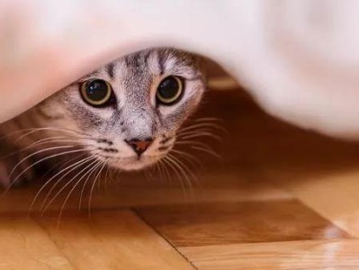 猫咪出现应激反应的表现（探究猫咪出现应激反应的原因和处理方法）