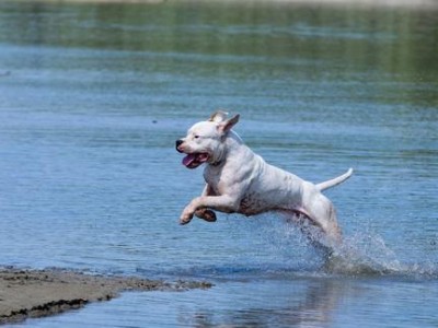 杜高犬并不凶残（你对它不了解）