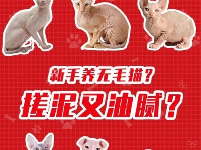 加拿大无毛猫的饲养指南（如何培养健康、快乐的无毛猫）